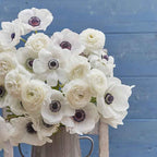 Eden Brothers Anemone & Ranunculus Bulbs - Moonlight Mix