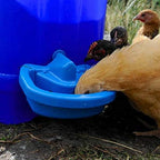 BEC MaxiCup Drinker Automatic Chicken Waterer Cup for Poultry