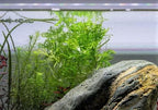 SubstrateSource Live Aquarium Stem Plants - Freshwater Aquatic Plant for Fish Tanks, Aquascaping - (Water Wisteria Hygrophila Difformis, 1 Bunch)