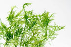 SubstrateSource Live Aquarium Stem Plants - Freshwater Aquatic Plant for Fish Tanks, Aquascaping - (Water Wisteria Hygrophila Difformis, 1 Bunch)
