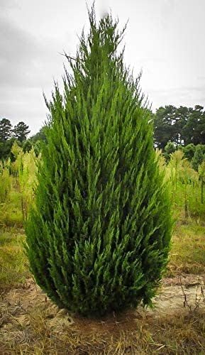 Spartan Juniper | 40 Live Trees | Juniperus Chinensis | Evergreen Privacy Screening Plant