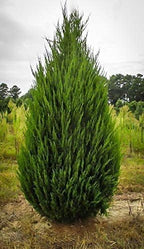 Spartan Juniper | 3 Live Trees | Juniperus Chinensis | Evergreen Privacy Screening Plant
