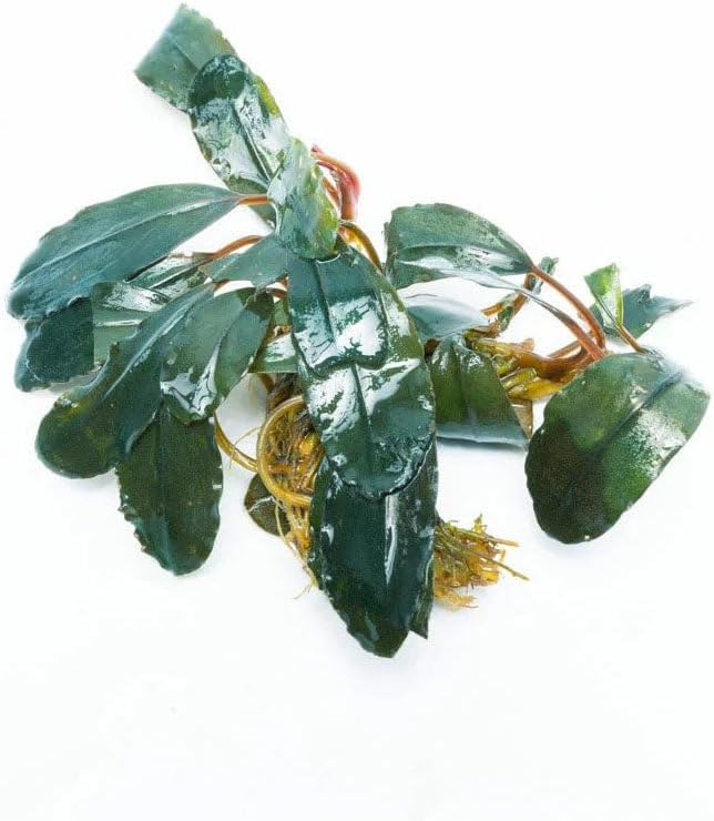 SubstrateSource Live Plants - Starglitz Buce (Bucephalandra sp.) - Low to Medium Light, Dark Green Iridescent Accent Freshwater Aquatic Rhizome Plant, Foreground to Midground Placement - Loose, 1 Pack
