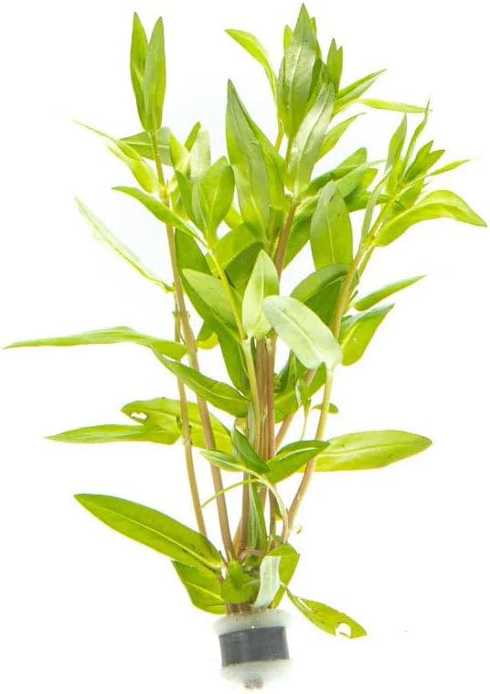 SubstrateSource Live Plants – Nesaea Triflora – High Light, Green with Red Veins, Midground to Background Accent – Lead Bunch, 4 Pack