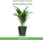 American Plant Exchange Live Areca Palm – 6-Inch Pot – Tropical Houseplant with Feathery Green Fronds, Pet-Friendly Easy Care Indoor Plant for Homes, Offices, Apartments & Decorative Spaces