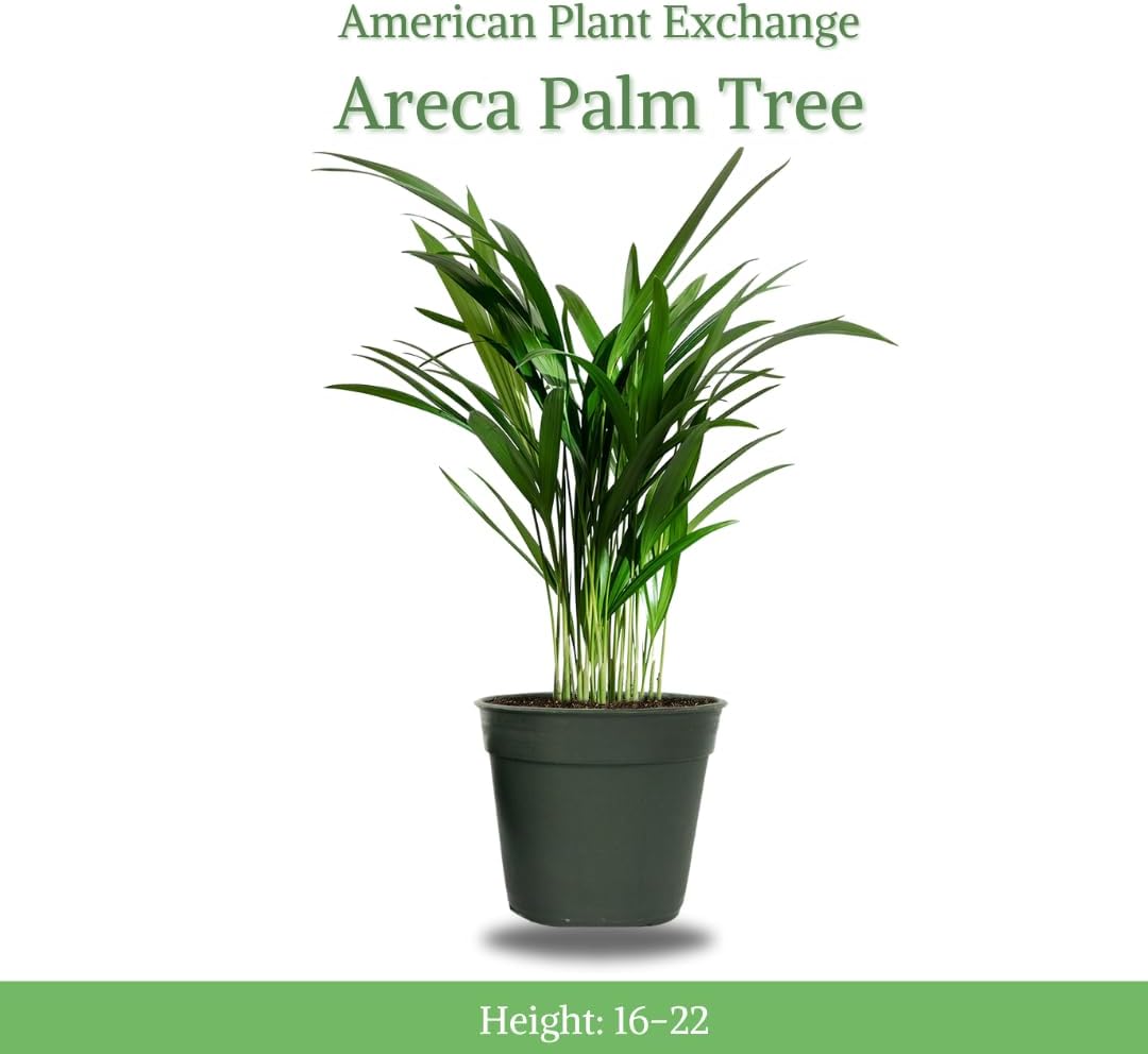 American Plant Exchange Live Areca Palm – 6-Inch Pot – Tropical Houseplant with Feathery Green Fronds, Pet-Friendly Easy Care Indoor Plant for Homes, Offices, Apartments & Decorative Spaces