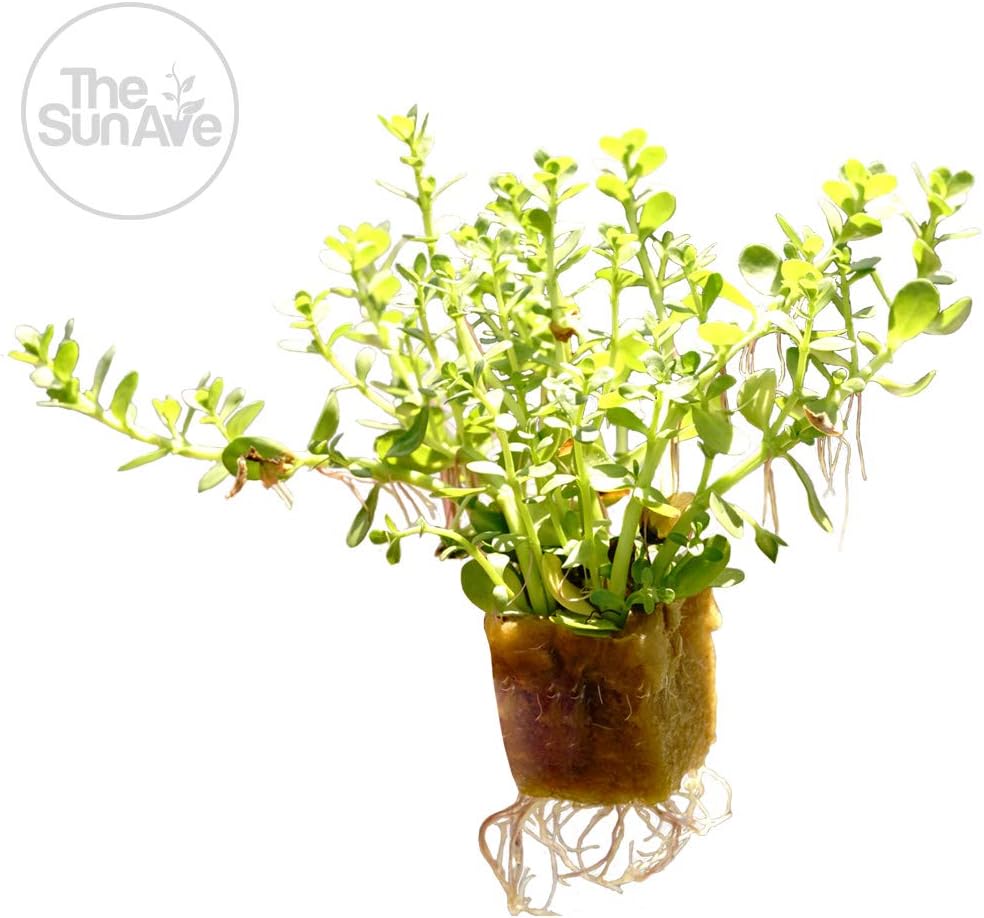 1. Bacopa Monnieri Easy Freshwater Live Aquarium Plant with Roots (7+ Stems)