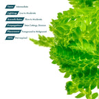 SubstrateSource Live Plants - Selaginella Siamensis (Selaginella siamensis) - Low to Medium Light, Bright Green to Lime Accents Aquatic Plant, Emersed or Terrarium Placement - Pot, 1 Pack