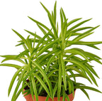 Peperomia Green Bean Live Plant for Indoor | Different Houseplants in 4'' & 6'' Pot | Real House Plant for Living Room, Office, Desk & Bathroom | Ferreyrae | Pincushion