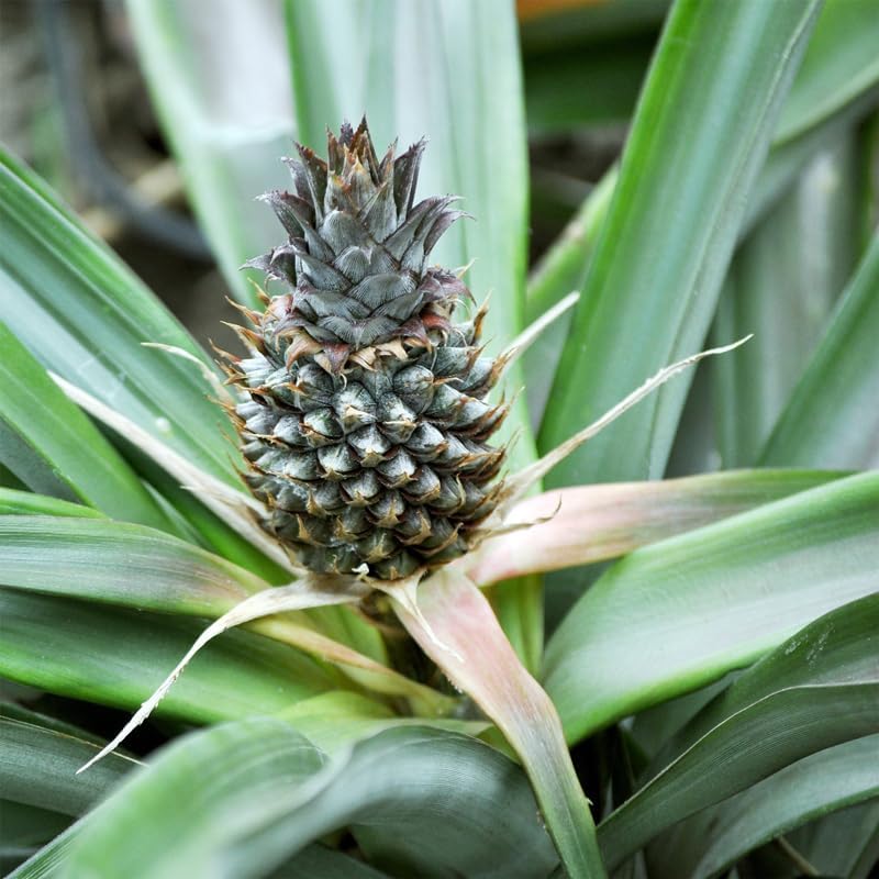 Pineapple Plant White Jade (4 Pack) | Grow Your own Food on Your Edible Organic Garden | Easy to Grow Plants | Edible Fruit Plant for Sustainable Living | Live for Planting |