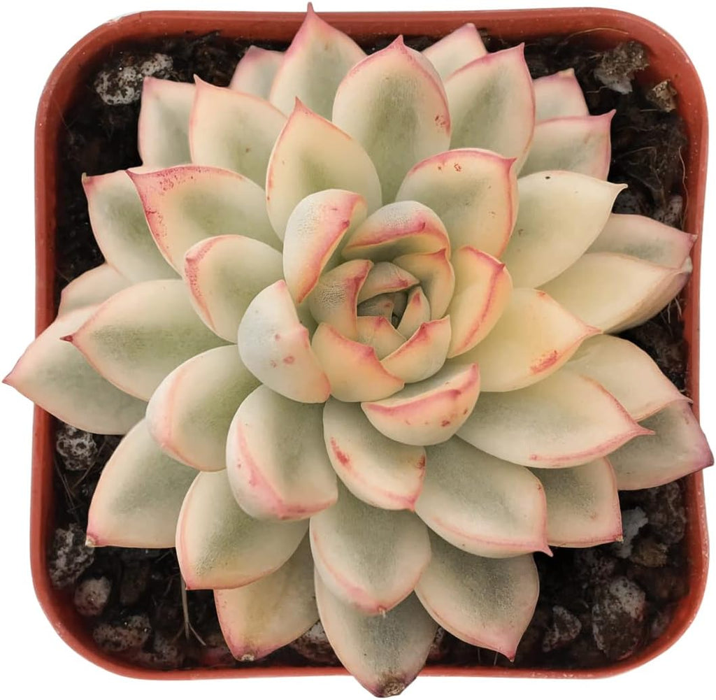 Sprout N Green Echeveria Mebina Variegata, Rare Live Succulent Plant in 2" Planter with Soil, Home Office Indoor Outdoor Wedding Decoration DIY Projects Party Favor