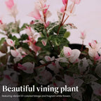 American Plant Exchange Snow & Summer Jasmine – 6-Inch with Pot – Live Fragrant Flowering Climbing Vine, Ideal for Trellises, Garden Beds, or Patio Decor