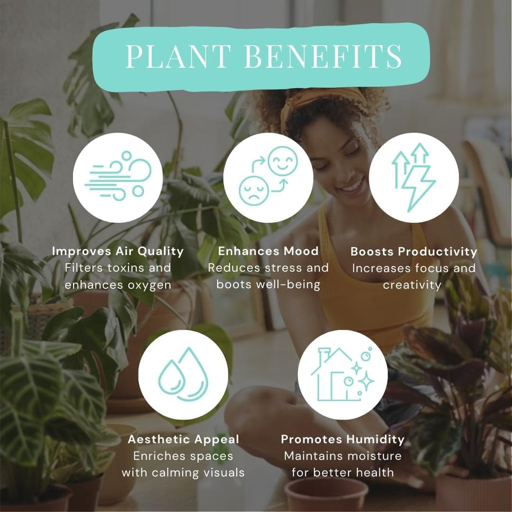 CoollectivePlants Monstera Swiss Cheese – Live Monstera Plant in 6″ Grower’s Pot, Monstera Adansonii Live Plant, Swiss Cheese Plant Indoor House Plants