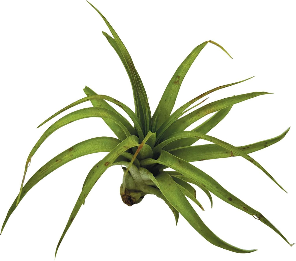 ragnaroc Air Plants - Tillandsia Brachycaulos Multiflora, Jumbo 5-7" - 2 ct - Live Arrival Guaranteed - House Plants for Home Decor & Gift