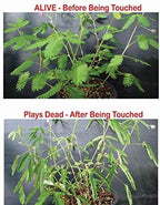 Zombie Plant Party Favors (2) Plays Dead When Touched! Includes Soil, Seeds & Mini Flower Pot. Supplies for Zombie Themed Birthday. Plant it as a Fun Indoor Science Activity