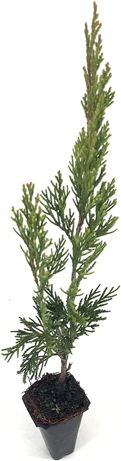 Spartan Juniper | 20 Live Trees | Juniperus Chinensis | Evergreen Privacy Screening Plant