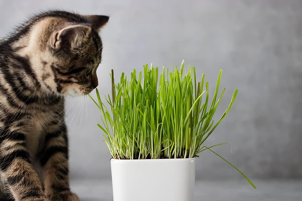 Cat Grass Seeds for Growing | 4 Way Blend, Rye, Wheat, Oats and Barley | Made in USA, Ships from Iowa. (25 Pounds)