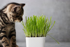 Cat Grass Seeds for Growing | 4 Way Blend, Rye, Wheat, Oats and Barley | Made in USA, Ships from Iowa. (5 Pounds)