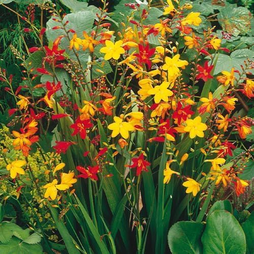 Crocosmia Mixed Color Flower Bulbs for Planting - Easy to Grow, Amazing Color (5 Bulbs)