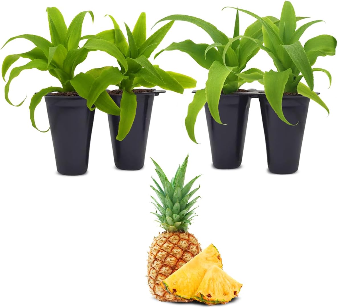 Pineapple Plant Elite Gold (4 Pack) | Easy to Grow Plants | Edible Fruit Plant for Sustainable Living | Grow Your own Food on Your Edible Organic |
