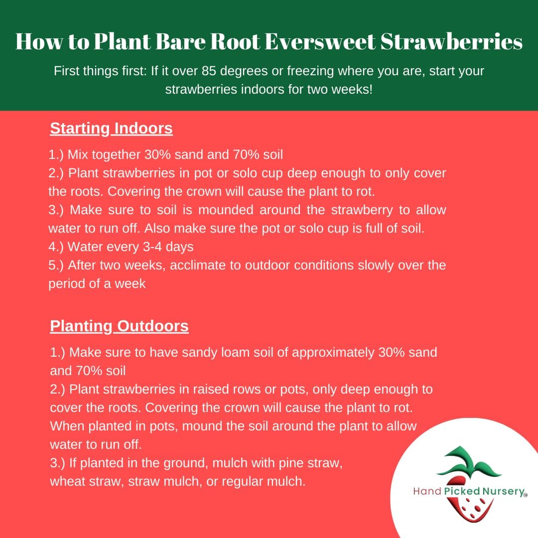 Eversweet Everbearer Strawberry Plants - Fruits Spring to Fall Even Over 90 Degrees! Bare Root Strawberry Plants from Hand Picked Nursery (15)