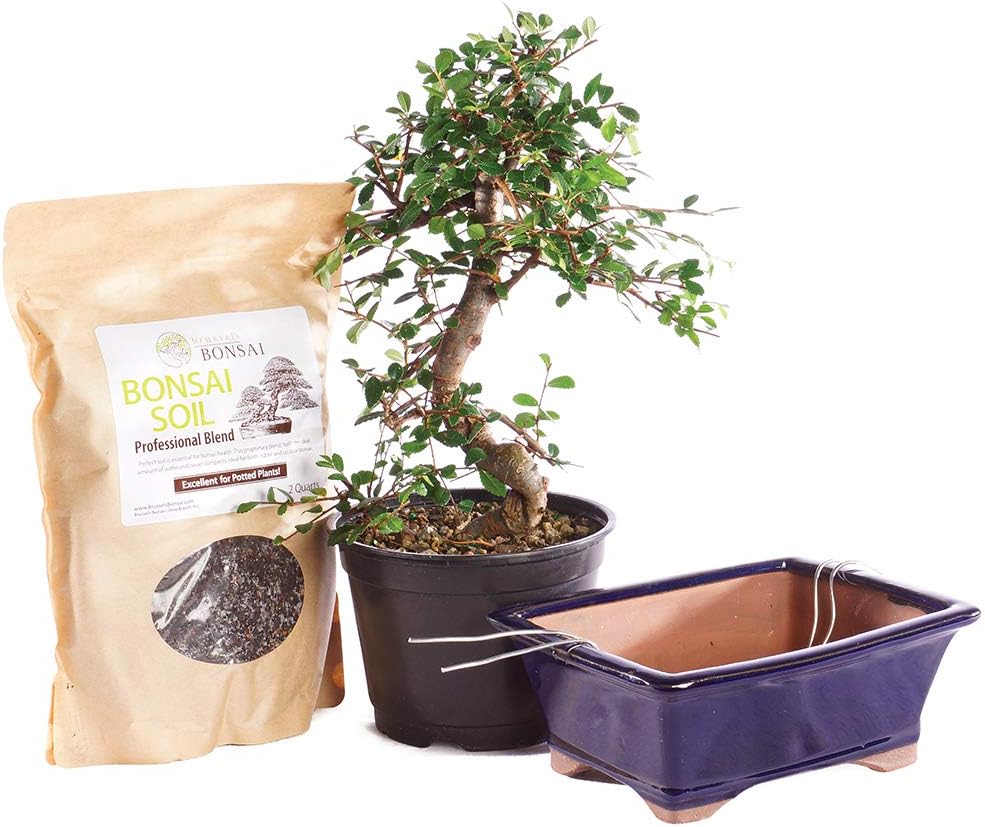 Brussel's Bonsai Live Chinese Elm Bonsai Outdoor Tree Gift Bundle - Medium Bonsai Tree - Bonsai Kit with Ceramic Bonsai Pot and Bonsai Soil