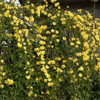 Primrose Jasmine (Jasminum Mesnyi) Live Plant - Fragrant Yellow Blooms. Japanese, Chinese, Asian. Indoor, Outdoor Shrub (4 prim jas Cups)
