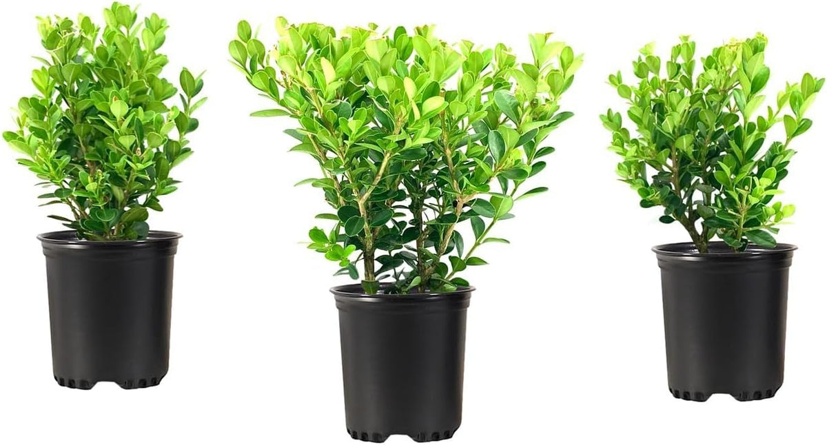 Wintergreen Boxwood | 10 Quart Size Plants | Buxus Microphylla | Evergreen Shrub, Dense Foliage, Formal Garden, Low Maintenance, Privacy Hedge, Year-Round Interest, Landscaping Shrub