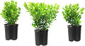 Wintergreen Boxwood | 1 Quart Size Plant | Buxus Microphylla | Evergreen Shrub, Dense Foliage, Formal Garden, Low Maintenance, Privacy Hedge, Year-Round Interest, Landscaping Shrub