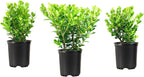 Wintergreen Boxwood | 1 Quart Size Plant | Buxus Microphylla | Evergreen Shrub, Dense Foliage, Formal Garden, Low Maintenance, Privacy Hedge, Year-Round Interest, Landscaping Shrub