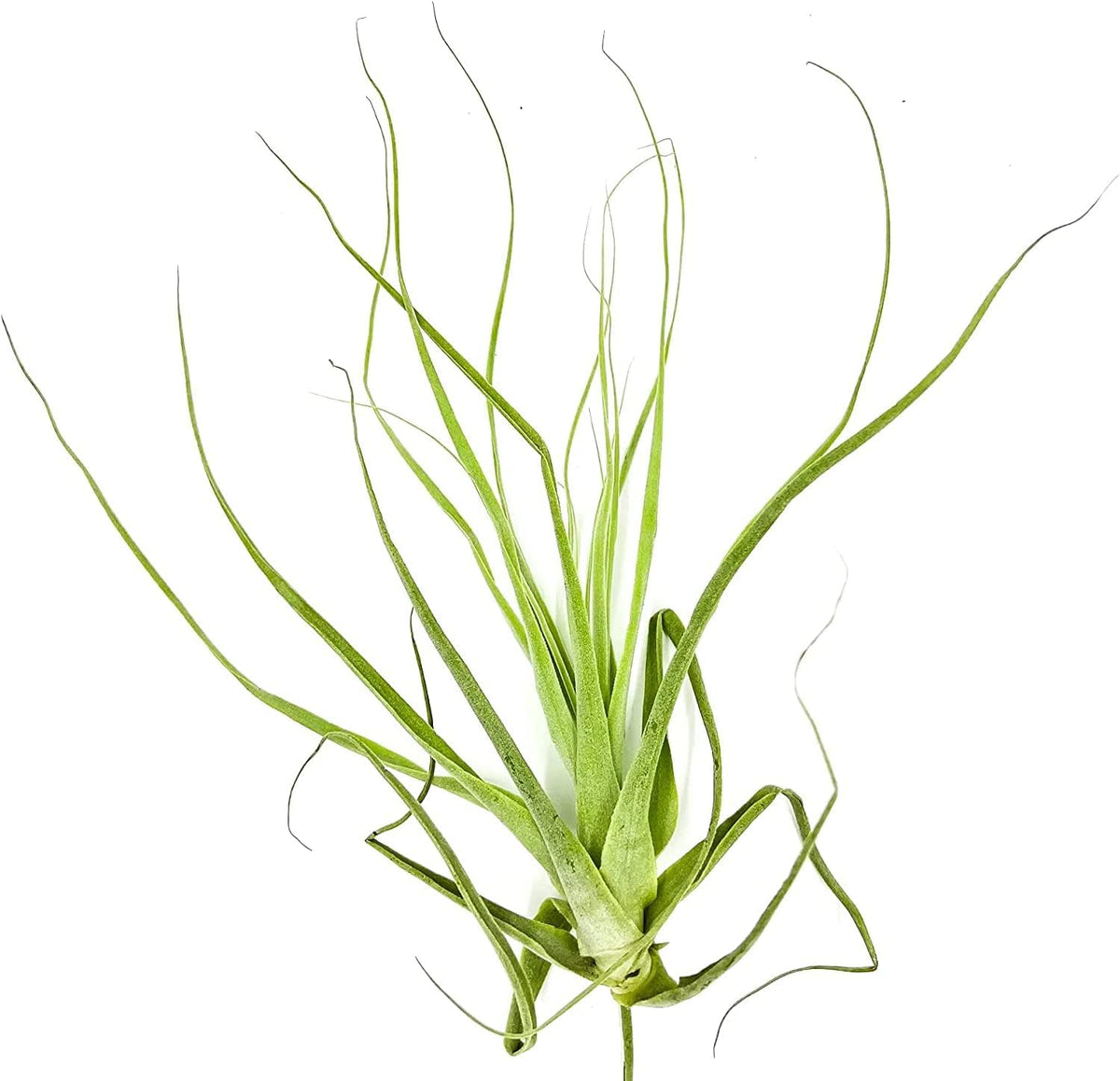 ragnaroc Air Plants - Tillandsia Straminea Jumbo 6-9" - 2ct - Live Arrival Guaranteed - House Plants for Home Decor & Gift