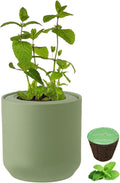 Hydroponic Herb Growing Kit, Self-Watering Kitchen Herb Garden Starter Kit with Green Ceramic Pot and Seeds (Mint)