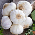 1 Pound Garlic for Planting in Fall Hardneck, 8-10 Music Garlic Bulbs for Planting, Fresh and High Yield Bulb Variety Pack, Hardy and Fast Growing
