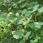 Ginkgo Tree Live Plant in Quart Pot, Well Rooted Ginkgo Tree Plant Live, Ready to Grow, 1-2 Year Old Ginkgo Tree