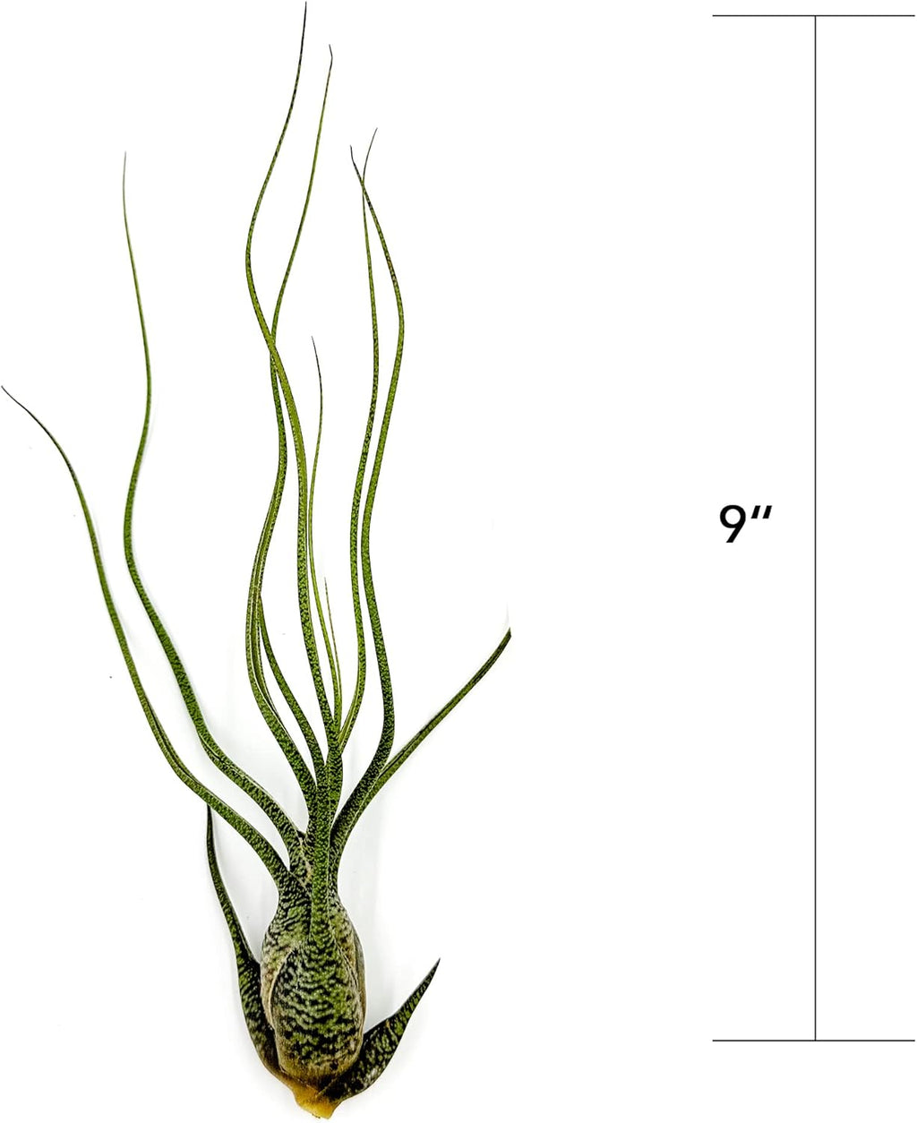 ragnaroc Live Air Plants - Tillandsia Butzii, Jumbo 7-9" - 1ct - Live Arrival Guaranteed - House Plants for Home Decor & Gift