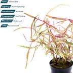 SubstrateSource Live Plants – Chai Hygrophila (Hygrophila lancea 'Chai') – Medium to High Light, Pink and Reddish Accent Aquatic Plant, Midground Placement – Stem Growth – Pot – 1 Pack