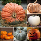 Seed Needs Spooky Blend Pumpkin Seeds - 30 Heirloom Seeds for Planting (Lumina White, Jack O Lantern, Baby Boo, Blue Jarrahdale, Cinderella & More!) Non-GMO & Untreated (1 Small Pack)