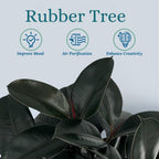 Rubber Tree Live House Plant - Large Indoor Air Purifier Plant - Dark Shiny Petals - Indoor Plants Live Houseplants for Room Decor - Elegant Ficus Burgundy Live House Plants