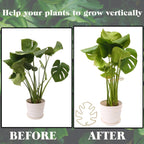 Spiritlele 5 Pcs Golden Plant Stem Support Holder Set Monstera Plant Support Clamp Growth Accessories for Indoor Plants Small