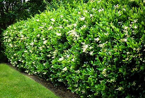 Curled Leaf Privet | 3 Live Quart Size Plants | Ligustrum Japonicum Recurvifolium, Evergreen Flowering Privacy Hedge, Ornamental Shrub for Lush Landscapes