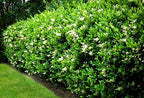 Curled Leaf Privet | 3 Live Quart Size Plants | Ligustrum Japonicum Recurvifolium, Evergreen Flowering Privacy Hedge, Ornamental Shrub for Lush Landscapes