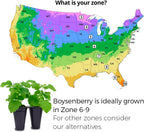 Thorny Boysenberry Plants (4 Pack) – Live Starter Plants for Planting, Vigorous Trailing Canes Producing Large, Juicy, Sweet-Tart Berries, Ideal for Jams, Pies, and Fresh Eating