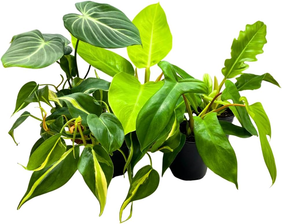 BubbleBlooms Philodendron Assortment in 4 inch Pots Set of 5