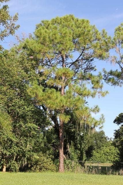 Slash Pine Tree | 3 Live Plants | Pinus Elliottii | Fast Growing Stately Shade Tree