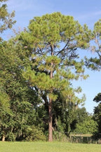 Slash Pine Tree | 20 Live Plants | Pinus Elliottii | Fast Growing Stately Shade Tree