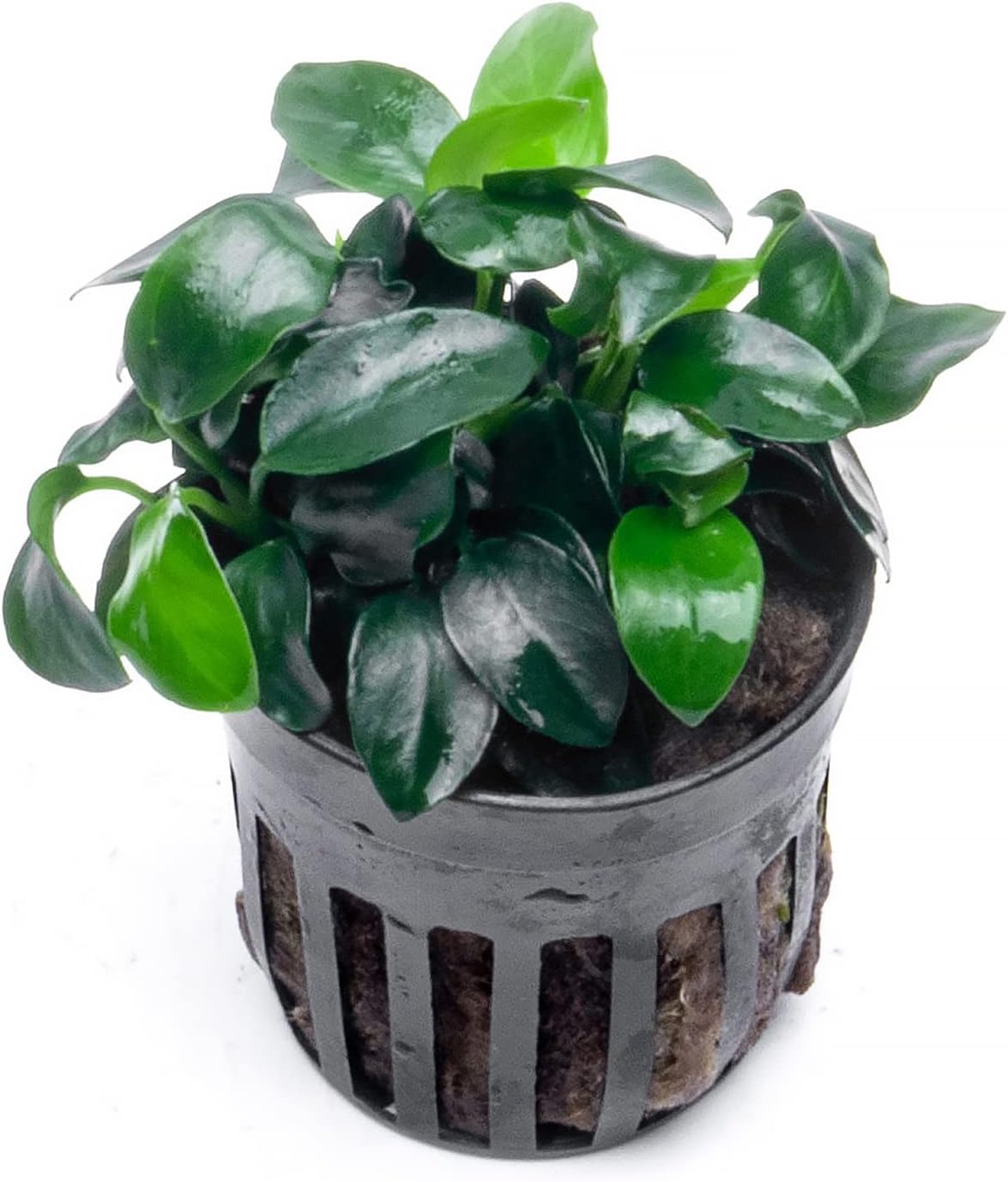 SubstrateSource Anubias Live Aquarium Plants - Potted Freshwater Plant for Fish Tanks, Terrariums - Beginner Friendly Low Light (Nana Petite, 5 Pots)