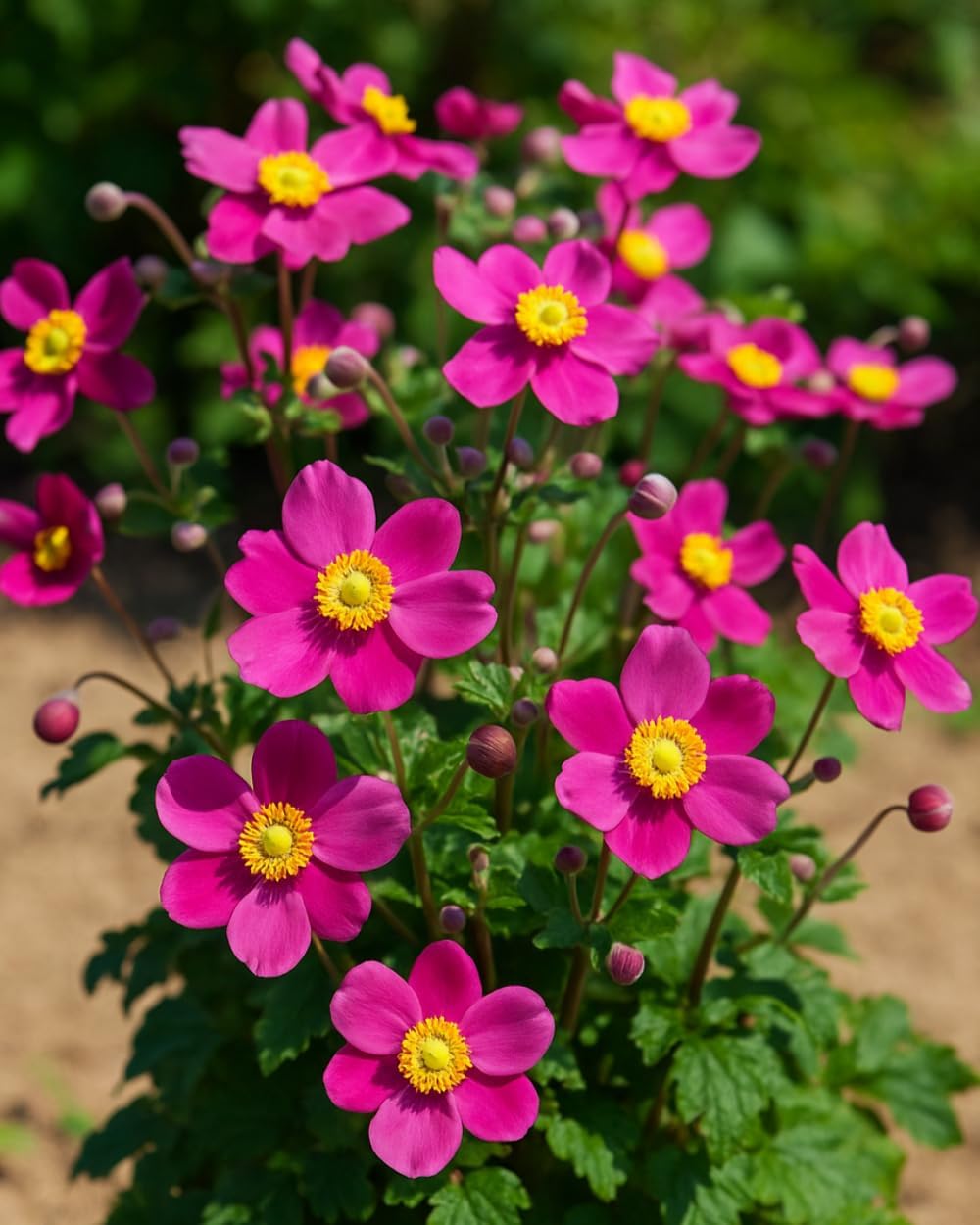 Perennial Farm Anemone x Hybrida Fantasy™ 'Red Riding Hood' – Live Windflower in #1 Container, Bright Rose-Pink Blooms, Compact Habit, Long Blooming, Deer Resistant, Great for Borders & Shade Gardens