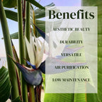 Bird of Paradise Plants Live (4-Pack), Strelitzia Plants with Perennial White Flowers, Indoor/Outdoor Plants, Exotic Tropical Decor, Not Artificial, 6-10" Height. 2" Pot