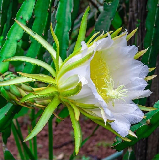Dragon Fruit Edgar's Baby (4 Pack) | Real Live Fruit Plants for Sale | Rare Exotic Variety | Sweet Edible Fruit | Easy to Grow Live Plants for Organic Gardens. (Edgar's Baby)