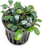 SubstrateSource Bucephalandra Brownie Blue Potted Live Aquarium Plant - Natural Freshwater Fish Tank Decorations, Aquatic Décor